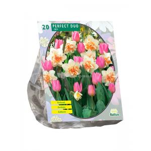 Baltus Perfect Duo Narcissus and Tulipa bloembollen per 20 stuks