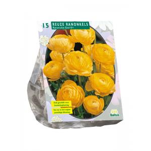 Baltus Ranunculus Geel Ranonkel bloembollen per 15 stuks