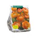 Baltus Ranunculus Oranje Ranonkel bloembollen per 15 stuks