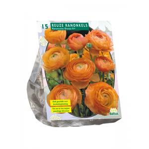 Baltus Ranunculus Oranje Ranonkel bloembollen per 15 stuks