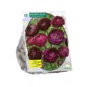 Baltus Ranunculus Purple Sensation Ranonkel bloembollen per 15 stuks