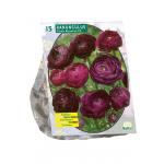 Baltus Ranunculus Purple Sensation Ranonkel bloembollen per 15 stuks