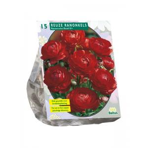 Baltus Ranunculus Rood Ranonkel bloembollen per 15 stuks