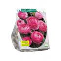 Baltus Ranunculus Roze Ranonkel bloembollen per 15 stuks