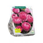 Baltus Ranunculus Roze Ranonkel bloembollen per 15 stuks