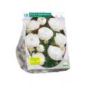 Baltus Ranunculus Wit Ranonkel bloembollen per 15 stuks