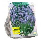 Baltus Scilla Hispanica Blauw sterhyacint bloembollen per 15 stuks