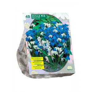 Baltus Scilla Siberica Mixed sterhyacint bloembollen per 40 stuks