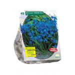 Baltus Scilla Siberica sterhyacint bloembollen per 40 stuks