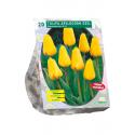 Baltus Tulipa Apeldoorn Geel Darwin tulpen bloembollen per 20 stuks