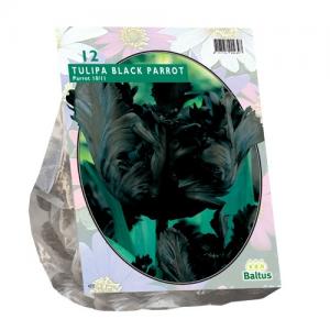 Baltus Tulipa Black Parrot Parkiet tulpen bloembollen per 12 stuks