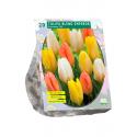 Baltus Tulipa Blend Emperor tulpen bloembollen per 20 stuks
