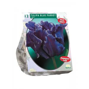 Baltus Tulipa Blue Parrot Parkiet tulpen bloembollen per 12 stuks