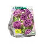Baltus Tulipa Blue Wow tulpen bloembollen per 5 stuks