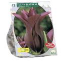 Baltus Tulipa Burgundy Leliebloemig tulpen bloembollen per 12 stuks