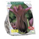 Baltus Tulipa Burgundy Leliebloemig tulpen bloembollen per 12 stuks