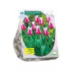 Baltus Tulipa Claudia Leliebloemig tulpen bloembollen per 20 stuks