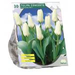 Baltus Tulipa Concerto Fosteriana tulpen bloembollen per 30 stuks