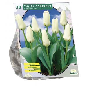 Baltus Tulipa Concerto Fosteriana tulpen bloembollen per 30 stuks