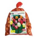 Baltus Tulipa Darwin Mix in gaasbal tulpen bloembollen per 100 stuks