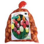 Baltus Tulipa Darwin Mix tulpen bloembollen per 50 stuks