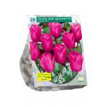 Baltus Tulipa Don Quichotte Triumph tulpen bloembollen per 20 stuks