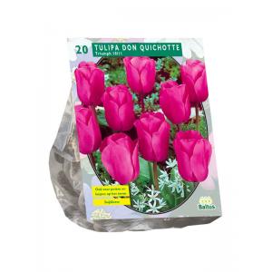 Baltus Tulipa Don Quichotte Triumph tulpen bloembollen per 20 stuks