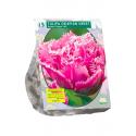 Baltus Tulipa Dubbel Gefranjerd Crispion Sweet tulpen bloembollen 15 stuks