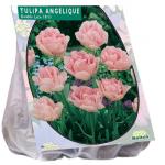 Baltus Tulipa Dubbel Laat Angelique tulpen bloembollen per 20 stuks