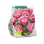 Baltus Tulipa Dubbel Laat Columbus tulpen bloembollen per 20 stuks