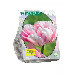 Baltus Tulipa Dubbel Laat Finola tulpen bloembollen per 20 stuks