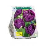 Baltus Tulipa Dubbel Laat Negrita Double tulpen bloembollen per 20 stuks