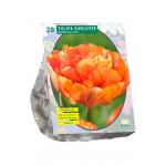 Baltus Tulipa Dubbel Laat Sunlover tulpen bloembollen per 20 stuks