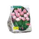 Baltus Tulipa Dubbel Laat Upstar tulpen bloembollen per 25 stuks