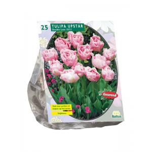 Baltus Tulipa Dubbel Laat Upstar tulpen bloembollen per 25 stuks