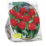 Baltus Tulipa Dubbel Vroeg Abba tulpen bloembollen per 20 stuks