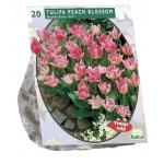 Baltus Tulipa Dubbel Vroeg Peach Blossom tulpen bloembollen per 20 stuks