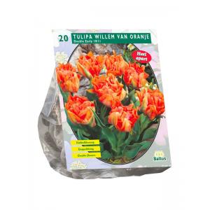 Baltus Tulipa Dubbel Vroeg Willem van Oranje tulpen bloembollen per 20 stuks