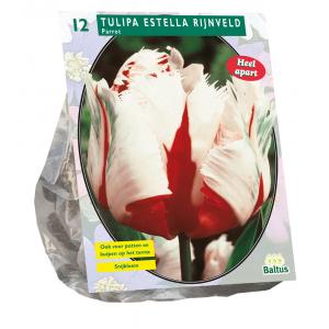 Baltus Tulipa Estella Rijnveld Parkiet tulpen bloembollen per 12 stuks