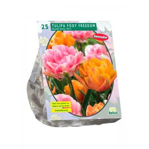 Baltus Tulipa Foxy Freedom tulpen bloembollen per 25 stuks
