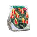 Baltus Tulipa Giuseppe Verdi Kaufmanniana tulpen bloembollen per 20 stuks