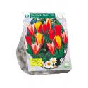 Baltus Tulipa Greigii Mix tulpen bloembollen per 20 stuks