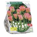 Baltus Tulipa Groenland Viridiflora tulpen bloembollen per 20 stuks