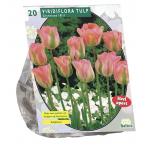 Baltus Tulipa Groenland Viridiflora tulpen bloembollen per 20 stuks