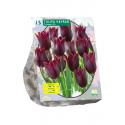 Baltus Tulipa Havran Leliebloemig tulpen bloembollen per 15 stuks