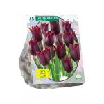 Baltus Tulipa Havran Leliebloemig tulpen bloembollen per 15 stuks