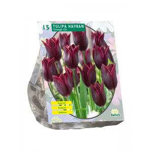 Baltus Tulipa Havran Leliebloemig tulpen bloembollen per 15 stuks