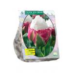 Baltus Tulipa Ice Cream tulpen bloembollen per 5 stuks