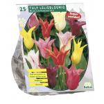 Baltus Tulipa Leliebloemig Mix tulpen bloembollen per 25 stuks