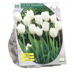 Baltus Tulipa Maureen Enkel Laat tulpen bloembollen per 20 stuks